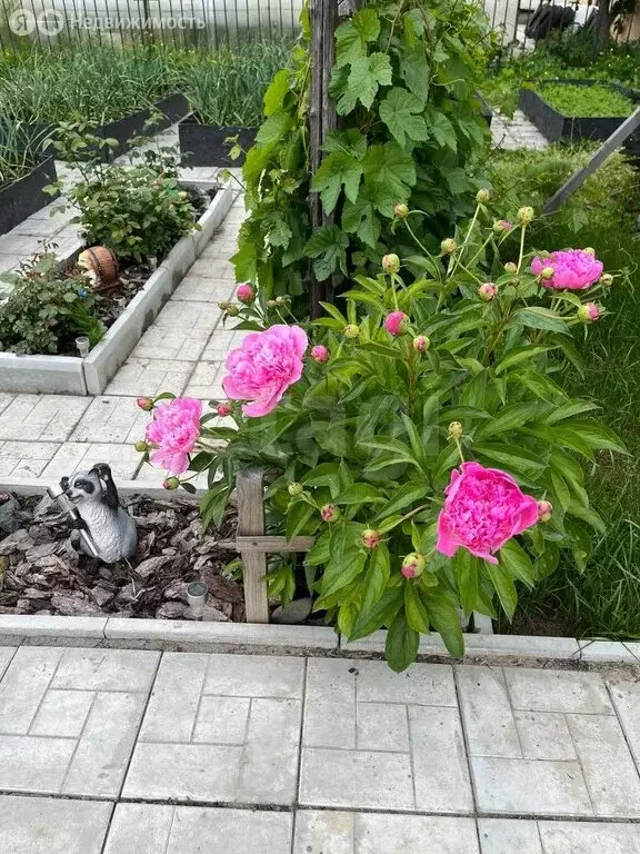 Дом в Омск, территория СОСН Карат, 3-я аллея (49 м) - Фото 2