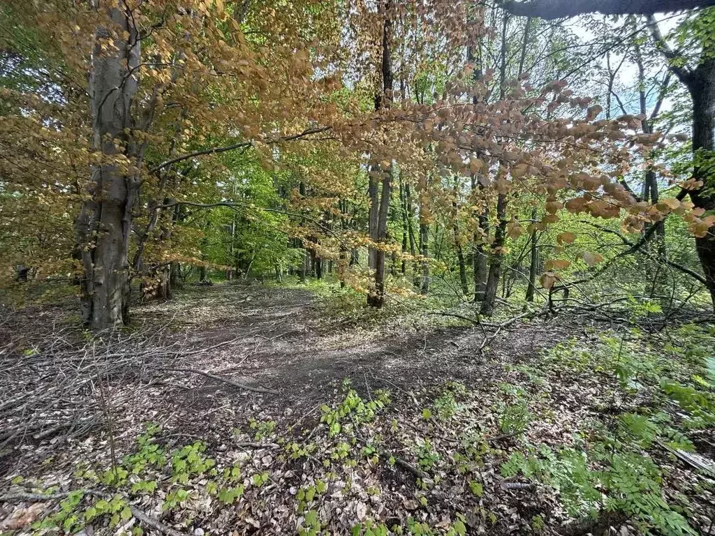 Участок в Калининградская область, Калининград  (6.0 сот.) - Фото 1