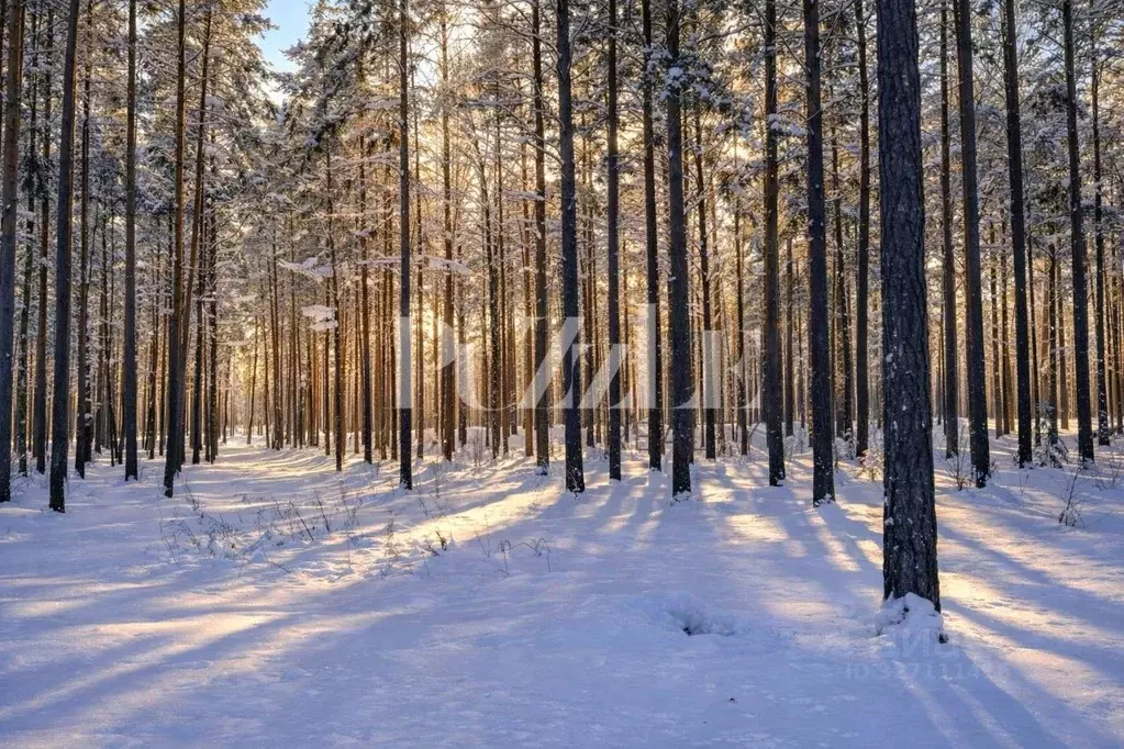 Участок в Ленинградская область, Приозерский район, Петровское с/пос, ... - Фото 1