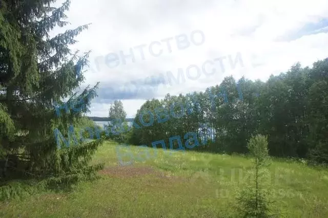 Участок в Новгородская область, Демянский район, д. Велье-Станы  ... - Фото 2