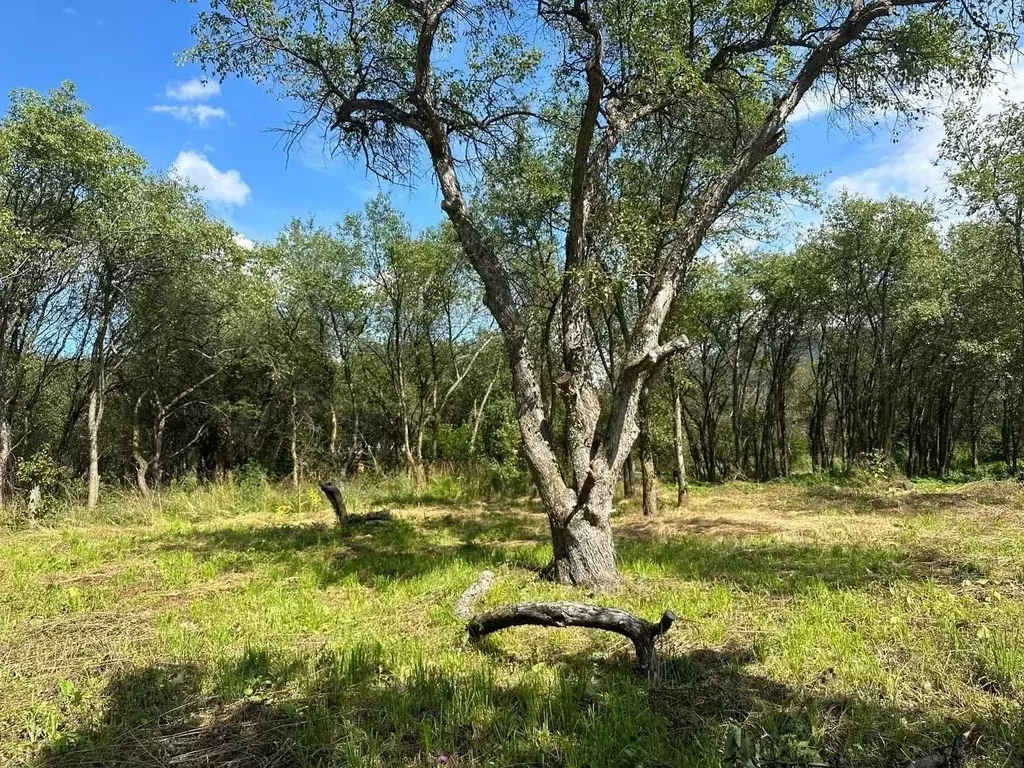 Участок в Алтай, Чемальский район, Радуга Жизни СНТ  (10.0 сот.) - Фото 2