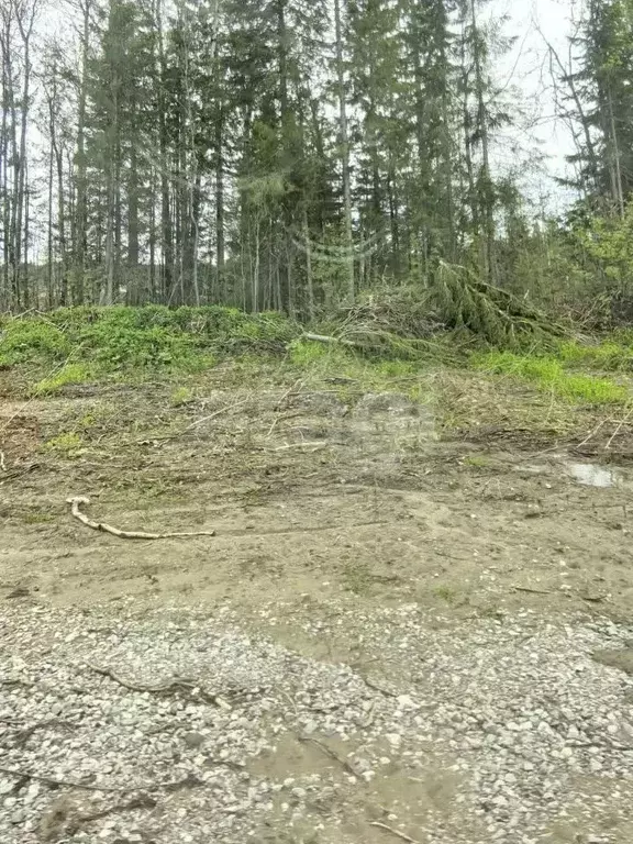 Участок в Пермский край, Березники ул. Вербная, 25 (8.48 сот.) - Фото 1