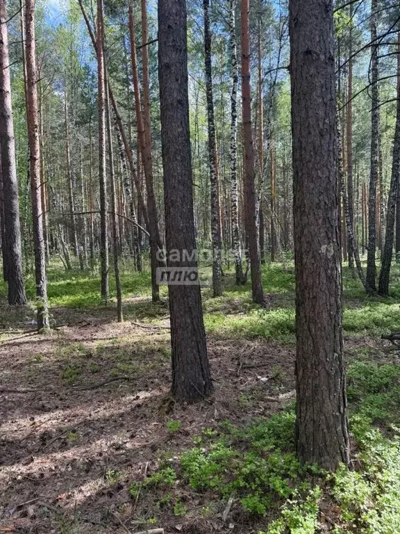 Участок в Томская область, Шегарский район, д. Оськино ул. Майская ... - Фото 2