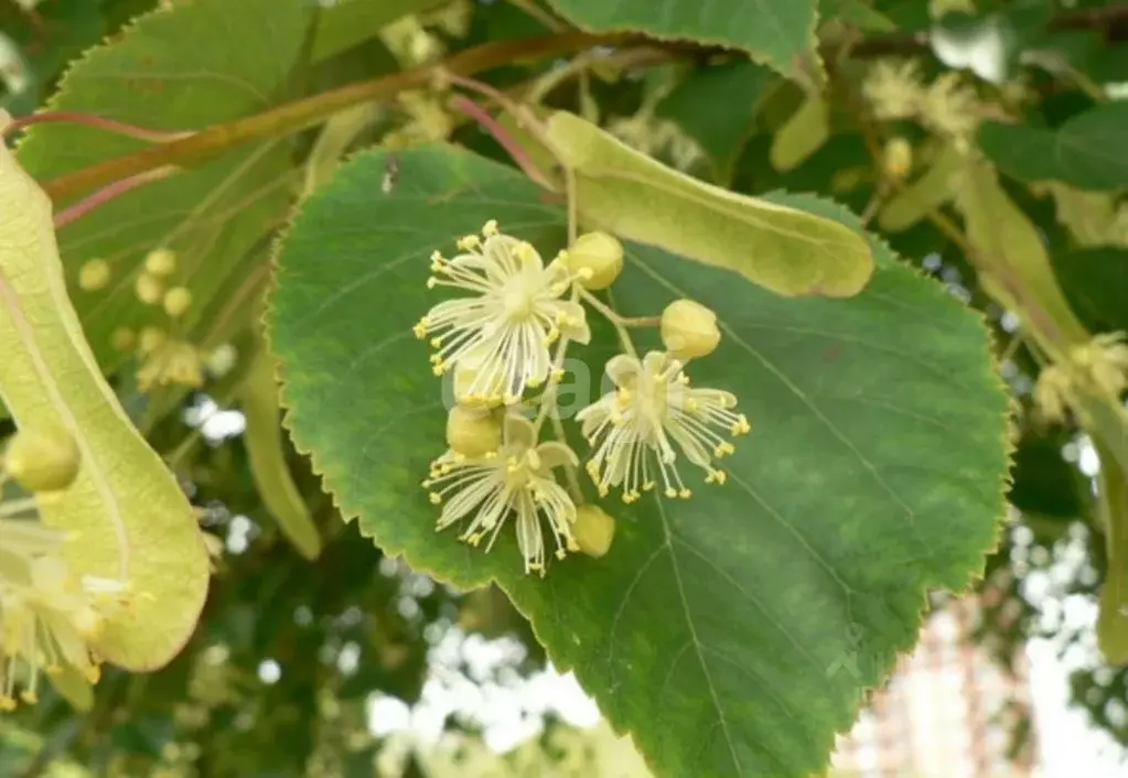 Участок в Тюменская область, Тюмень Садовое товарищество Липовый ... - Фото 1