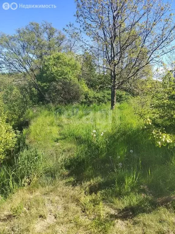 Участок в Калининградская область, Багратионовск (8.56 м) - Фото 0