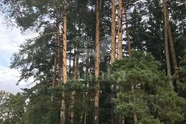 Участок в Московская область, Истра муниципальный округ, д. Чесноково, ... - Фото 2