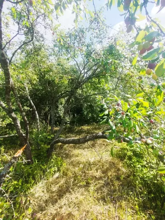 Участок в Нижегородская область, Богородский муниципальный округ, д. ... - Фото 2
