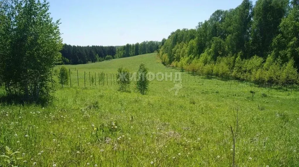 Участок в Новосибирская область, Новосибирский район, Станционный ... - Фото 1