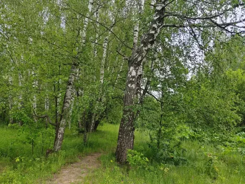 Участок в Московская область, Чехов муниципальный округ, Троицкое пгт  ... - Фото 1