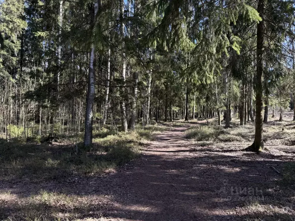 Участок в Ленинградская область, Всеволожский район, Рахьинское ... - Фото 1