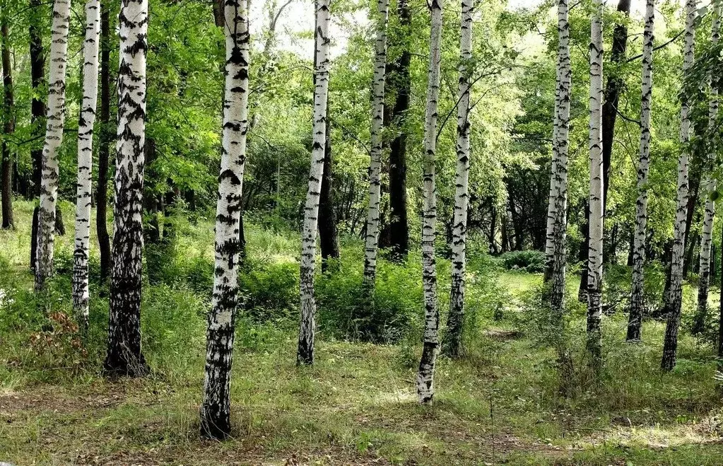 Участок в Ярославская область, Тутаевский муниципальный округ, ... - Фото 1