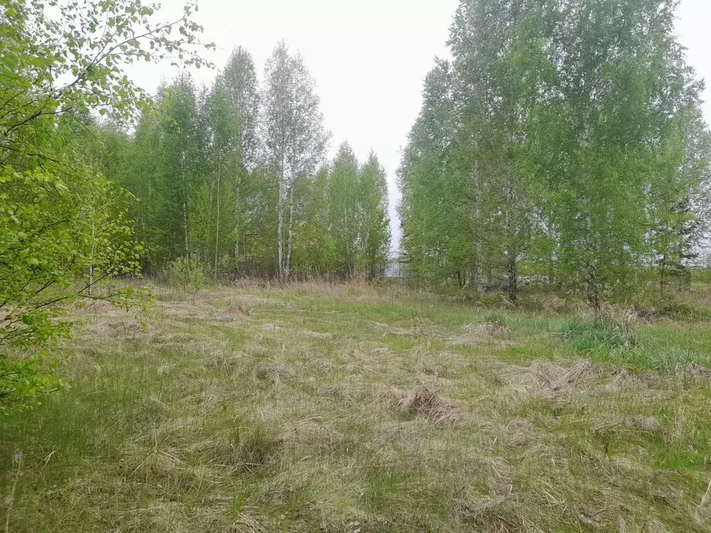 Участок в Курганская область, Кетовский муниципальный округ, Родные ... - Фото 0