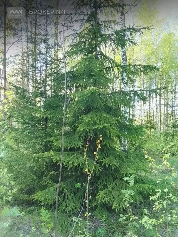 Участок в Ленинградская область, Всеволожск Новая ул., 37А (6.3 сот.) - Фото 2