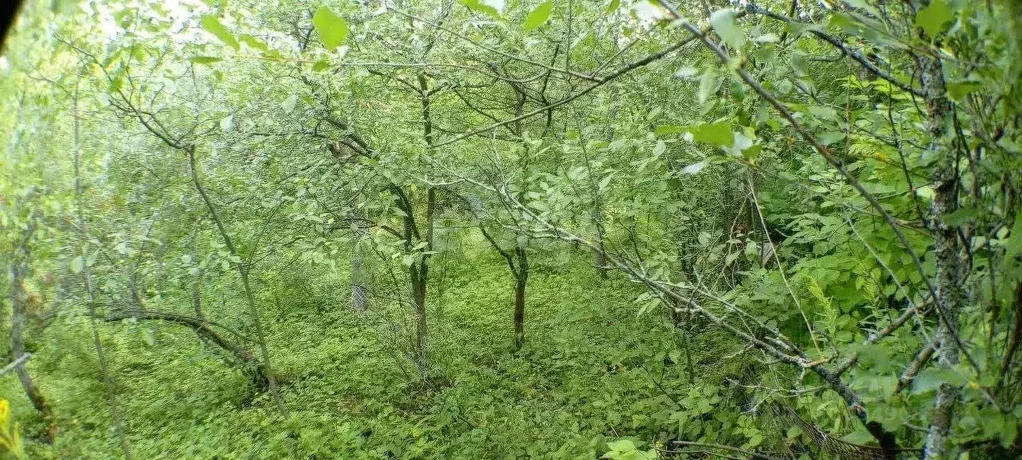 Участок в Нижегородская область, Нижний Новгород Маяк садовое ... - Фото 1