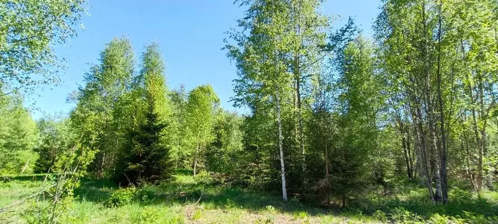 Участок в Ленинградская область, Выборгский район, Полянское с/пос, ... - Фото 2