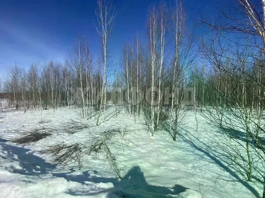 Участок в Новосибирская область, Мошковский район, Индия кп, ... - Фото 2