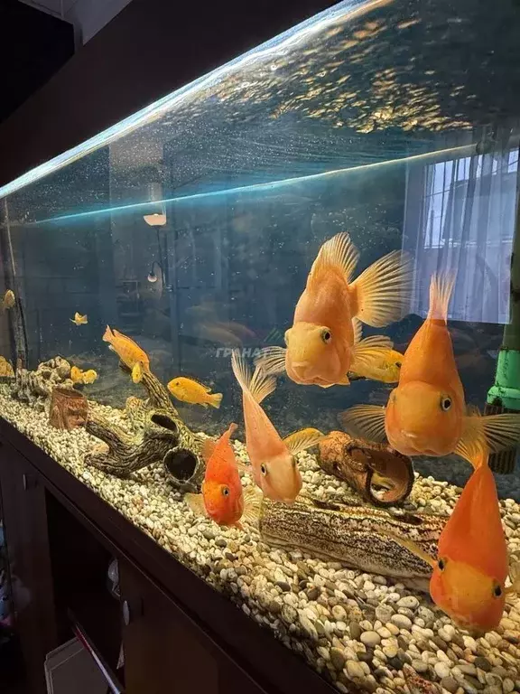 Дом в Омская область, Омск ул. 6-я Путевая (49 м) - Фото 1