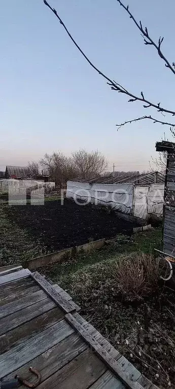 Участок в Новосибирская область, Новосибирск Заря садовое ... - Фото 1