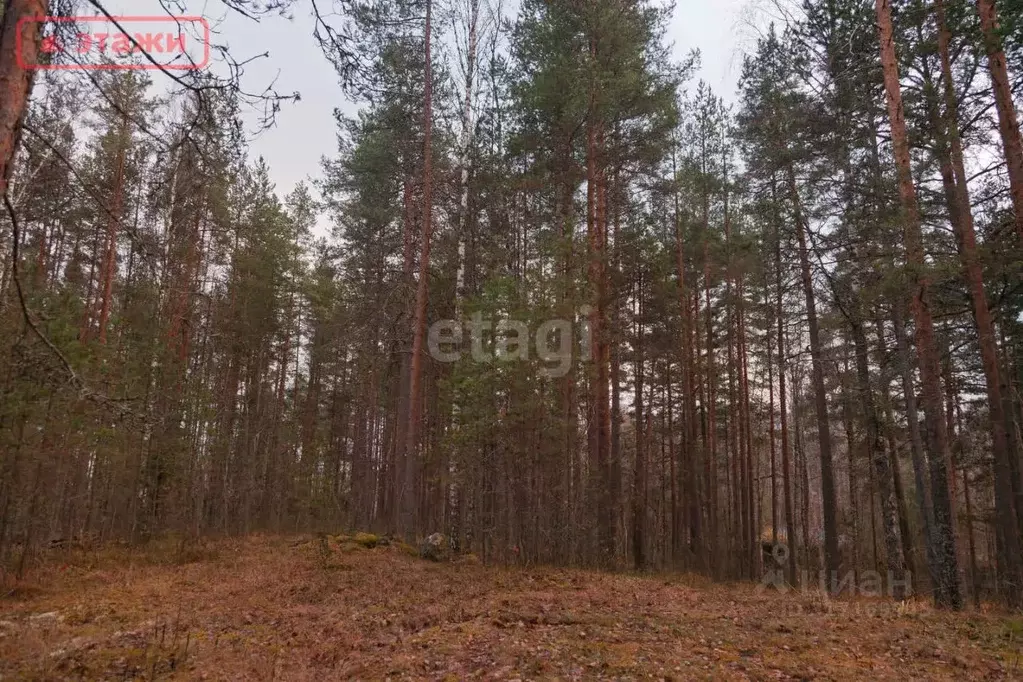 Участок в Карелия, Прионежский район, Шуйское с/пос, д. Косалма, ... - Фото 1