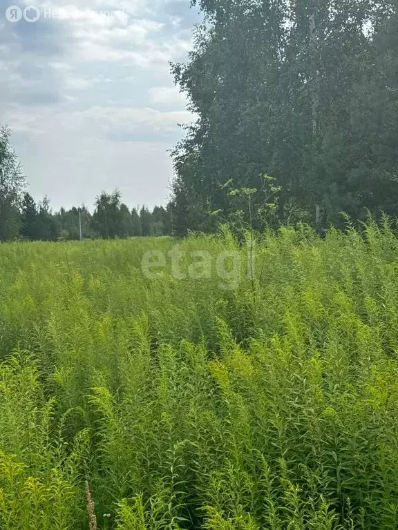 Участок в Нижегородская область, Городецкий муниципальный округ, ... - Фото 1