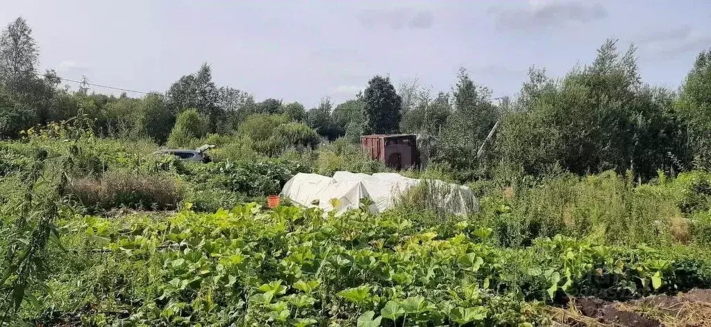 Участок в Вологодская область, Синица садоводческое товарищество  ... - Фото 1