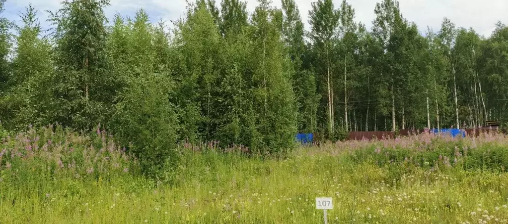 Участок в Московская область, Раменский муниципальный округ, Фенино ... - Фото 1