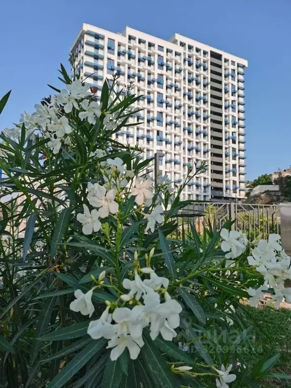 Студия Краснодарский край, Сочи Бытха мкр, ул. Ясногорская, 16/2 (15.7 ... - Фото 0