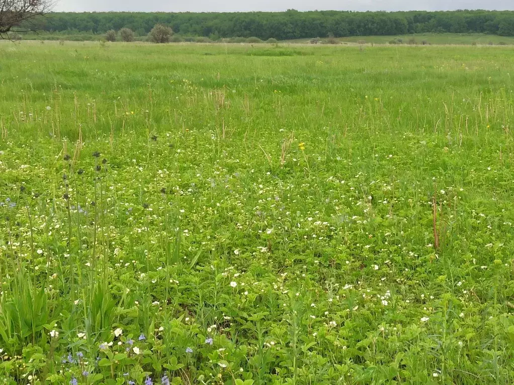 Участок в Самарская область, Ставропольский район, с. Ташелка ул. ... - Фото 2
