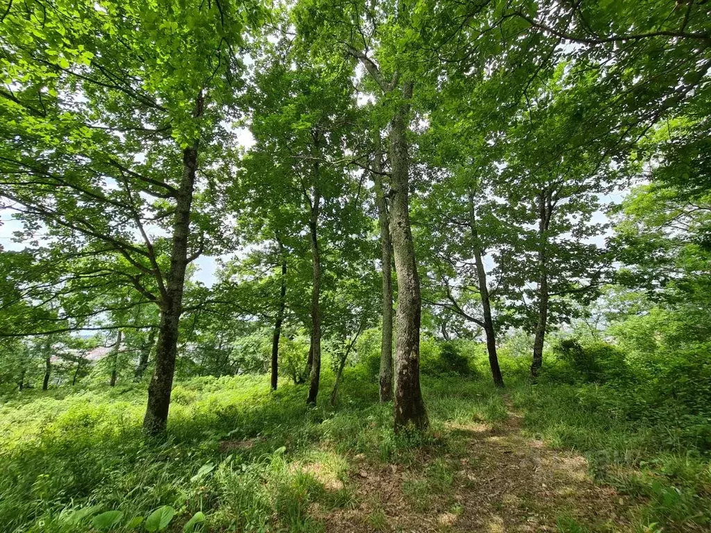 Участок в Краснодарский край, Сочи городской округ, с. Верхневеселое  ... - Фото 0