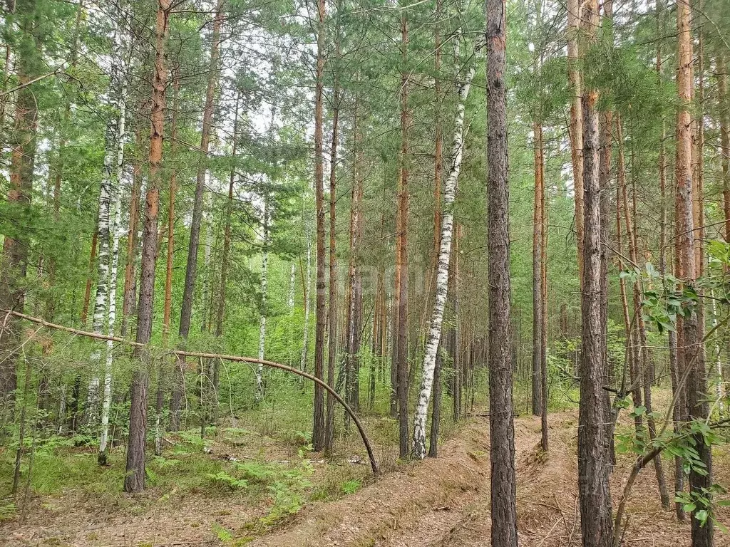 Участок в Тюменская область, Тюменский муниципальный округ, д. ... - Фото 1
