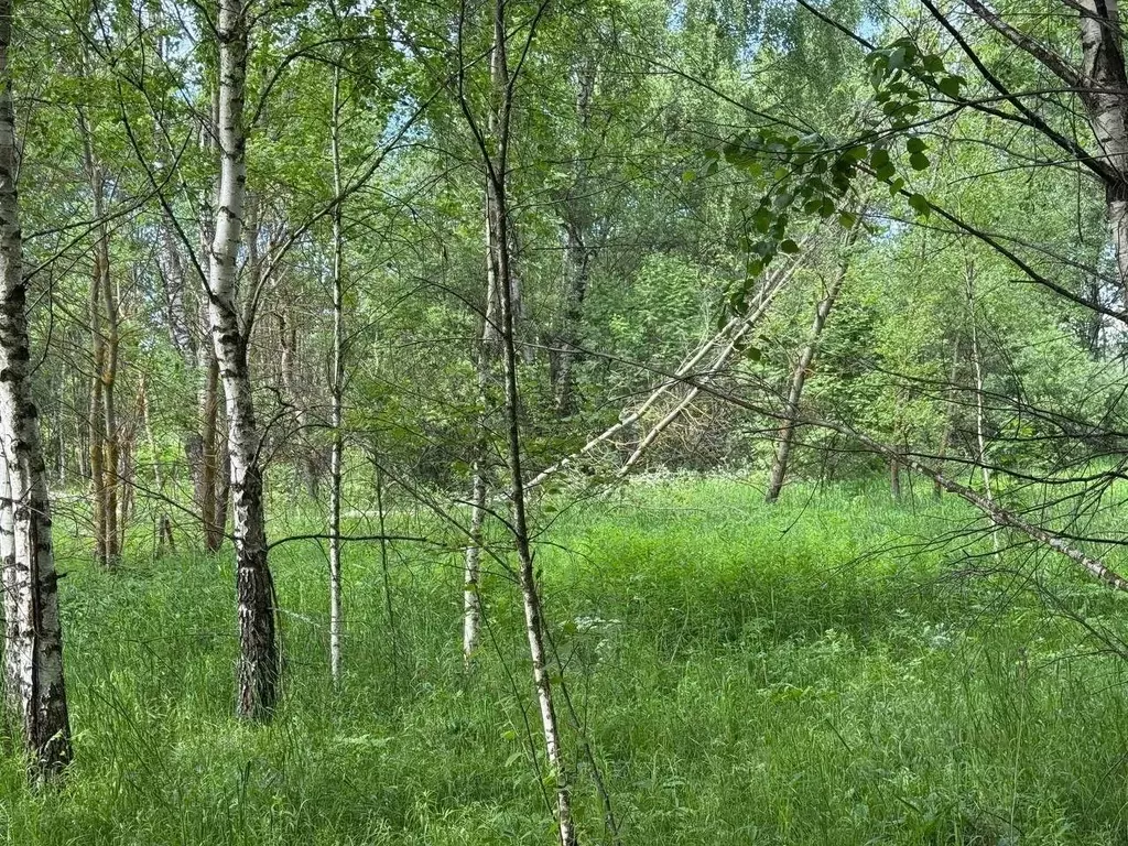 Участок в Московская область, Богородский городской округ, д. Пашуково ... - Фото 1