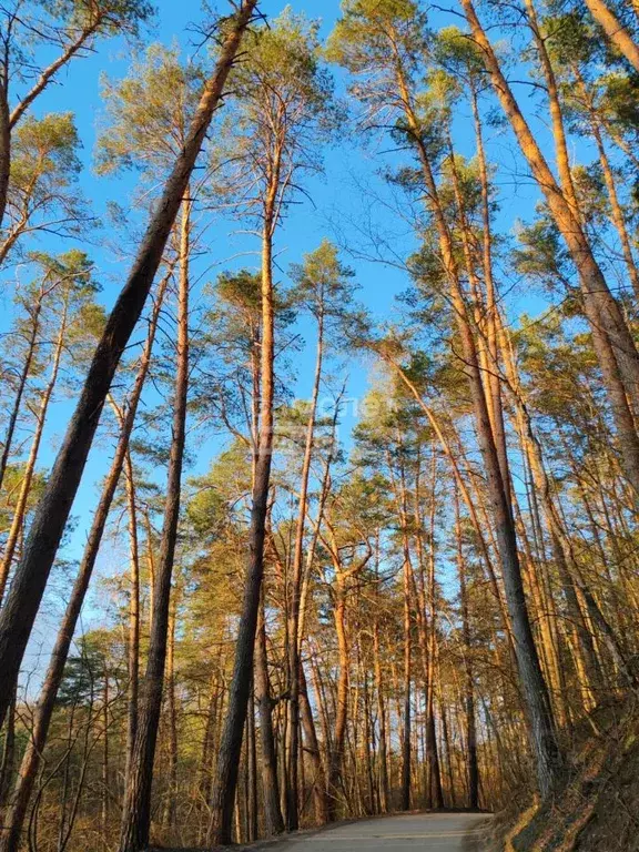 Участок в Калужская область, Калуга городской округ, д. Сивково  (8.0 ... - Фото 2