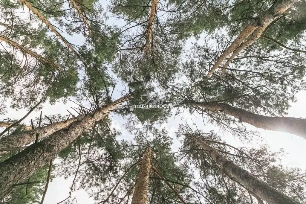 Участок в Новосибирская область, Ордынский район, с. Спирино Боровая ... - Фото 1