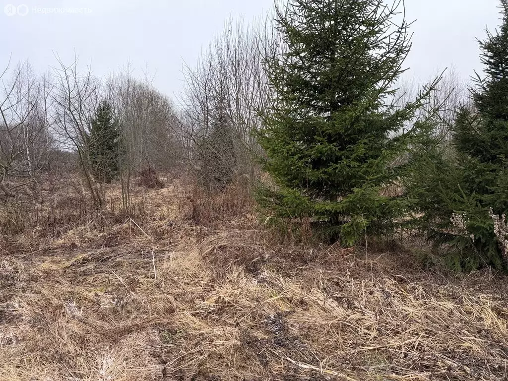 Участок в Владимирская область, Александровский муниципальный округ, ... - Фото 2