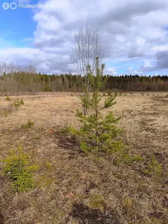 Участок в Ленинградская область, Гатчинский муниципальный округ, ... - Фото 2