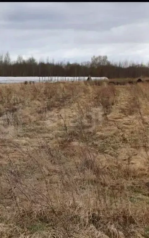 Участок в Псковская область, Псковский район, Логозовская волость, д. ... - Фото 1