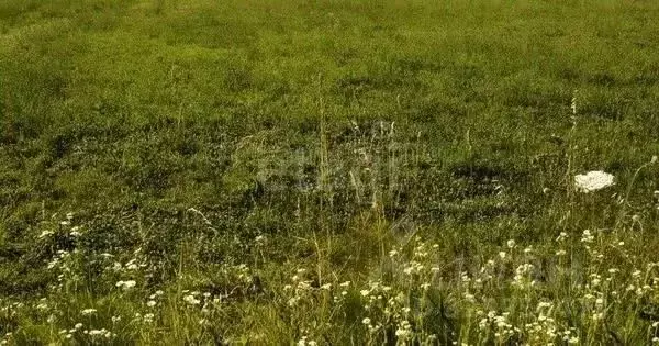 Участок в Алтайский край, Алтайский район, с. Верх-Ая Школьная ул., 1 ... - Фото 2