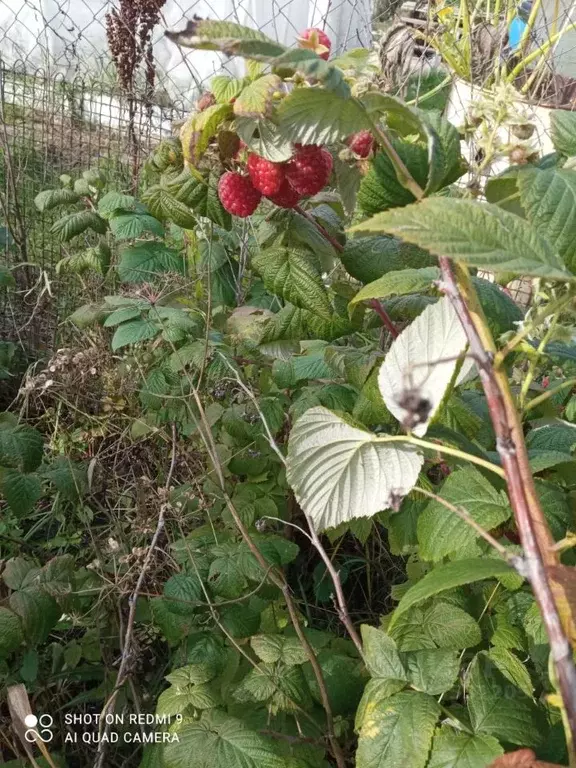 Участок в Челябинская область, Челябинск Искра садовое товарищество,  ... - Фото 2