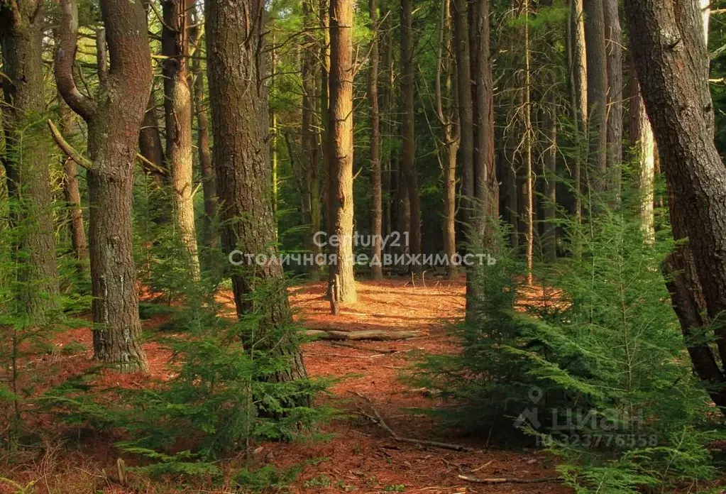 Участок в Москва д. Кривошеино, ул. Ключевая, 2 (12.0 сот.) - Фото 2