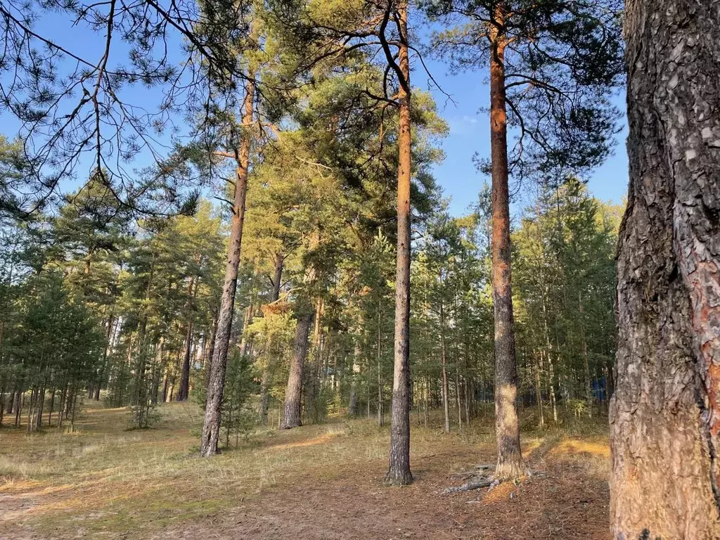 Участок в Санкт-Петербург пос. Репино, пер. 2-й Лесной (25.5 сот.) - Фото 1