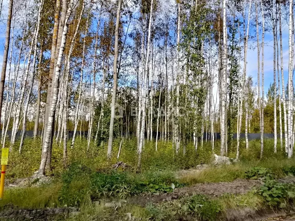 Участок в Санкт-Петербург, Санкт-Петербург, Павловск Павлов Скай кп, ... - Фото 2
