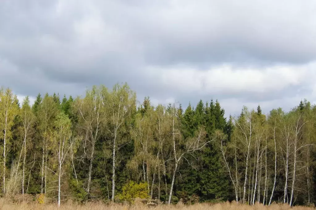 Участок в Московская область, Чехов муниципальный округ, Троицкое пгт ... - Фото 1