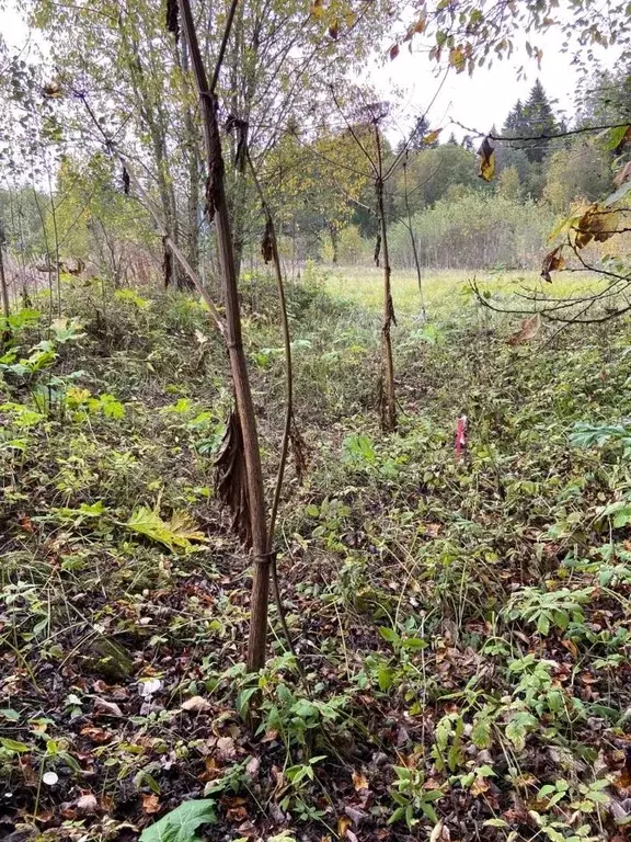 Участок в Ленинградская область, Гатчинский муниципальный округ, д. ... - Фото 2