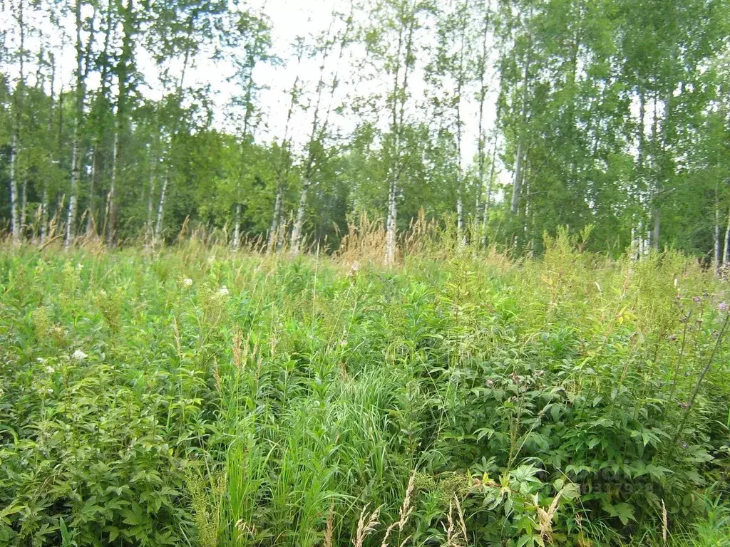 Участок в Ленинградская область, Всеволожский район, Куйвозовское ... - Фото 1