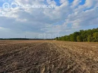 Участок в Милютинский район, Николо-Берёзовское сельское поселение, ... - Фото 1