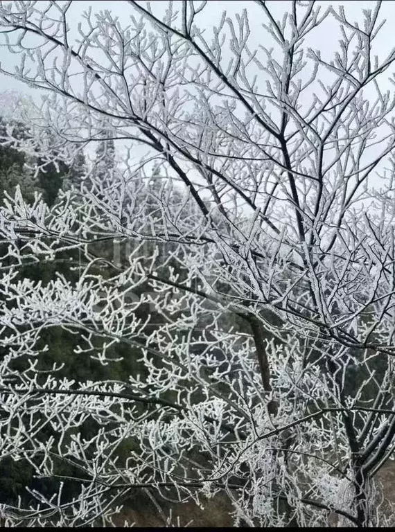 Участок в Воронежская область, Новоусманский район, Отрадненское ... - Фото 1