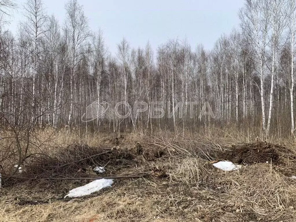 Участок в Тюменская область, Нижнетавдинский район, Сочинские СНТ  ... - Фото 0