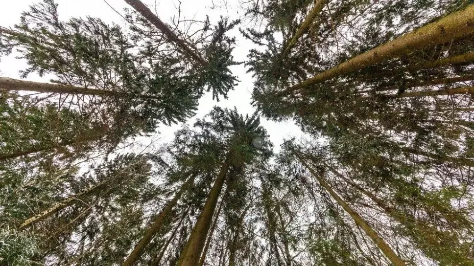 Участок в Московская область, Наро-Фоминский городской округ, д. ... - Фото 2