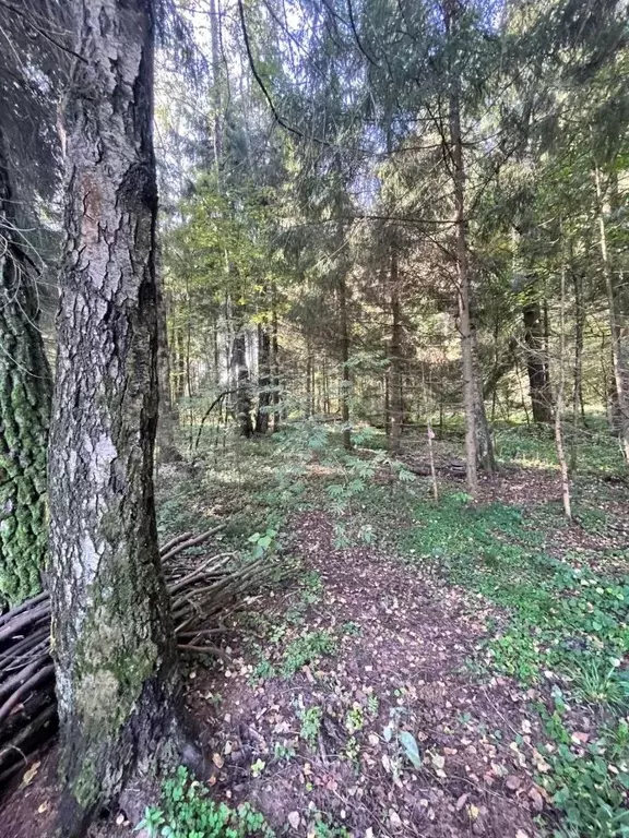 Участок в Московская область, Солнечногорск городской округ, Покров ... - Фото 1