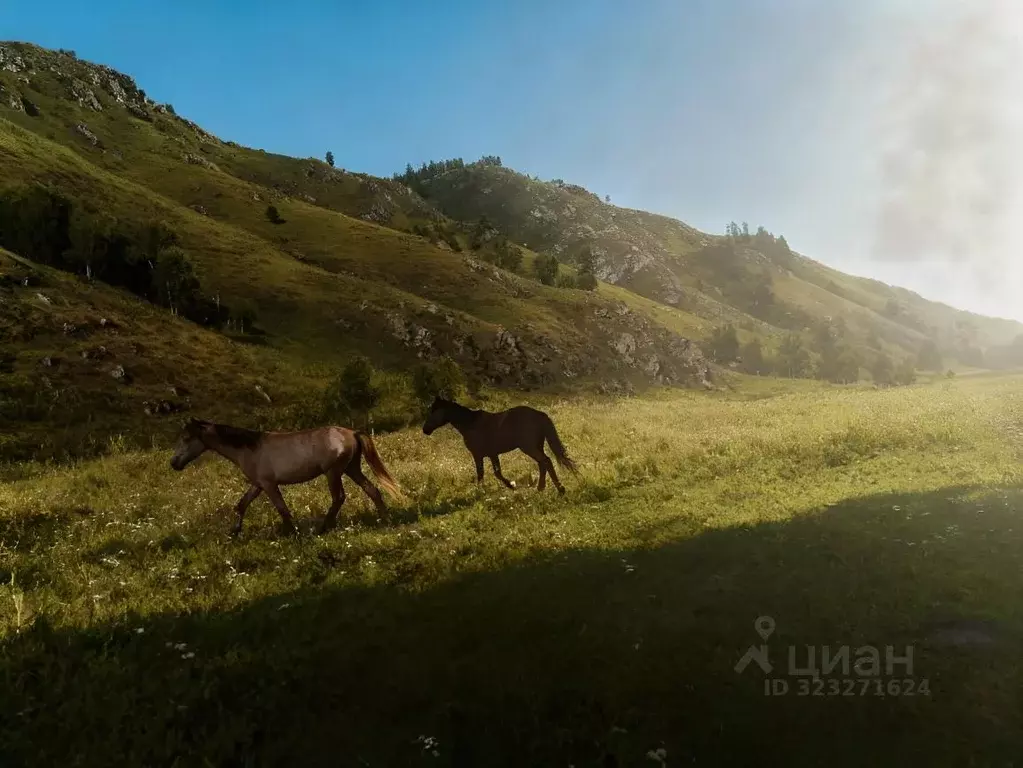 Участок в Алтай, Чемальский район, Куюсское с/пос  (10.28 сот.) - Фото 1